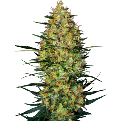 Semillas Caramellow Kush Auto autoflorecientes de Sensi Seed