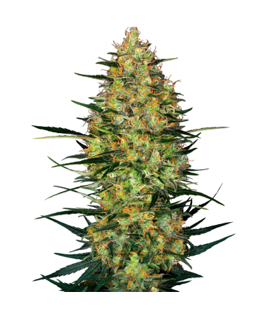 Semillas Caramellow Kush Auto autoflorecientes de Sensi Seed