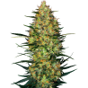 Semillas Caramellow Kush Auto autoflorecientes de Sensi Seed