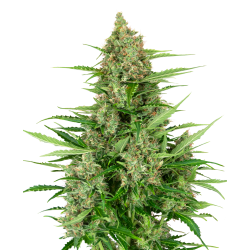 Semillas Double Kush Cake Auto autoflorecientes de Sensi Seed
