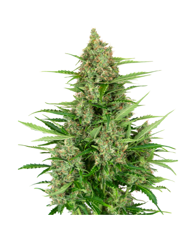 Semillas Double Kush Cake Auto autoflorecientes de Sensi Seed