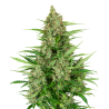 Semillas Double Kush Cake Auto autoflorecientes de Sensi Seed