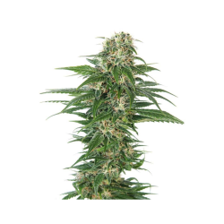 Semillas Early Skunk Auto autoflorecientes de Sensi Seed