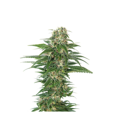 Semillas Early Skunk Auto autoflorecientes de Sensi Seed