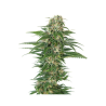 Semillas Early Skunk Auto autoflorecientes de Sensi Seed