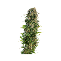 Semillas Hindu Kush Auto autoflorecientes de Sensi Seed