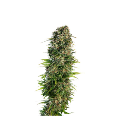 Semillas Hindu Kush Auto autoflorecientes de Sensi Seed
