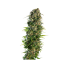 Semillas Hindu Kush Auto autoflorecientes de Sensi Seed