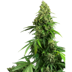 Semillas Honey Melon Kush Auto autoflorecientes de Sensi Seed