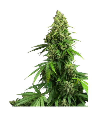 Semillas Honey Melon Kush Auto autoflorecientes de Sensi Seed
