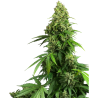 Semillas Honey Melon Kush Auto autoflorecientes de Sensi Seed