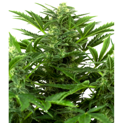 Semillas Mandarine Punch Auto autoflorecientes de Sensi Seed