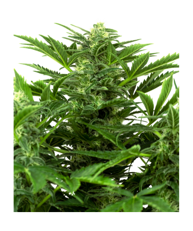 Semillas Mandarine Punch Auto autoflorecientes de Sensi Seed