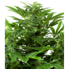Semillas Mandarine Punch Auto autoflorecientes de Sensi Seed