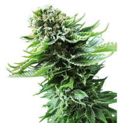 Semillas Northern Lights Auto autoflorecientes de Sensi Seed