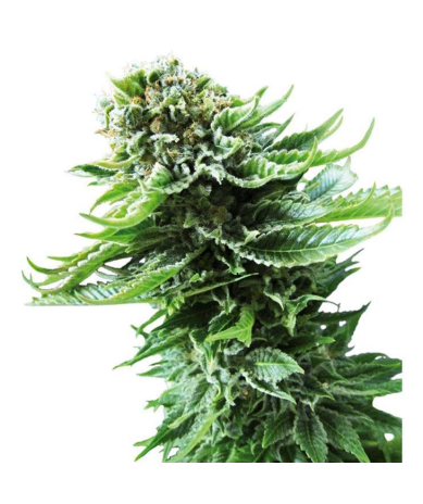 Semillas Northern Lights Auto autoflorecientes de Sensi Seed