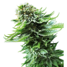 Semillas Northern Lights Auto autoflorecientes de Sensi Seed