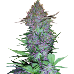 Semillas Purple Skunk Auto autoflorecientes de Sensi Seed