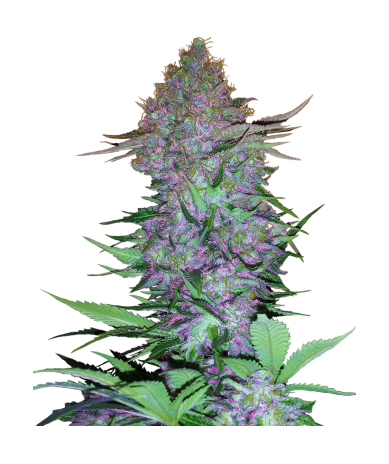 Semillas Purple Skunk Auto autoflorecientes de Sensi Seed