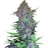 Semillas Purple Skunk Auto autoflorecientes de Sensi Seed