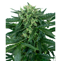 Semillas Sensi Amnesia Auto autoflorecientes de Sensi Seed