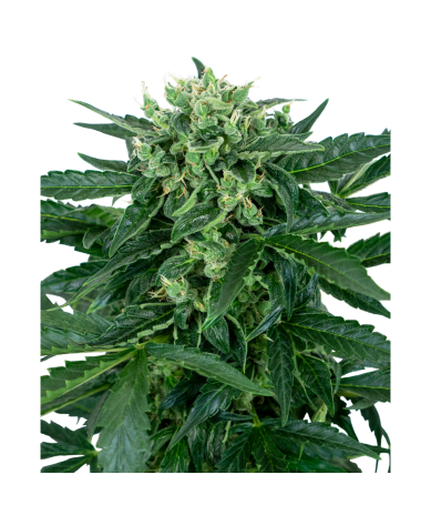 Semillas Sensi Amnesia Auto autoflorecientes de Sensi Seed