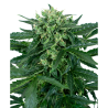 Semillas Sensi Amnesia Auto autoflorecientes de Sensi Seed