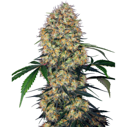 Semillas Sensi Amnesia XXL Auto autoflorecientes de Sensi Seed