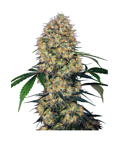 Semillas Sensi Amnesia XXL Auto autoflorecientes de Sensi Seed
