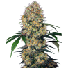 Semillas Sensi Amnesia XXL Auto autoflorecientes de Sensi Seed