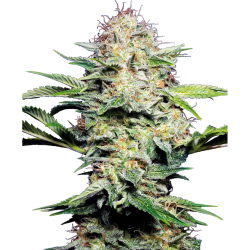 Semillas Sensi Skunk Auto autoflorecientes de Sensi Seed