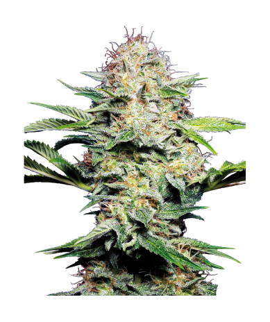 Semillas Sensi Skunk Auto autoflorecientes de Sensi Seed