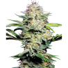 Semillas Sensi Skunk Auto autoflorecientes de Sensi Seed