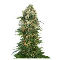 Semillas Shiva Skunk Auto autoflorecientes de Sensi Seed