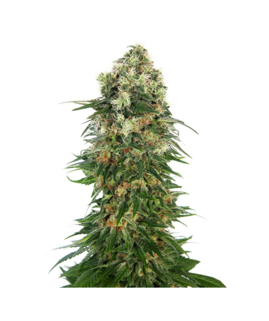 Semillas Shiva Skunk Auto autoflorecientes de Sensi Seed