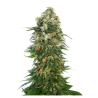 Semillas Shiva Skunk Auto autoflorecientes de Sensi Seed