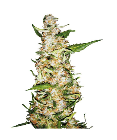 Semillas Skunk Nº1 Auto autoflorecientes de Sensi Seed