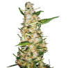 Semillas Skunk Nº1 Auto autoflorecientes de Sensi Seed