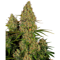Semillas Sticky Orange XXL Auto autoflorecientes de Sensi Seed