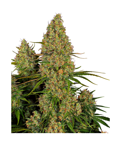 Semillas Sticky Orange XXL Auto autoflorecientes de Sensi Seed