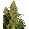 Semillas Sticky Orange XXL Auto autoflorecientes de Sensi Seed