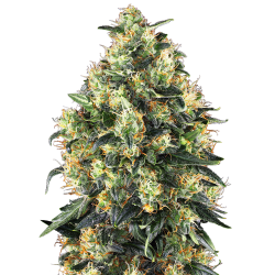 Semillas Super Skunk Auto autoflorecientes de Sensi Seed
