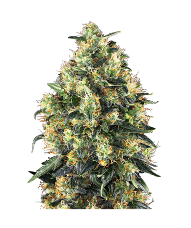 Semillas Super Skunk Auto autoflorecientes de Sensi Seed