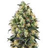 Semillas Super Skunk Auto autoflorecientes de Sensi Seed