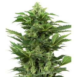 Semillas Afghan Pearl Auto CBD CBDs de Sensi Seed