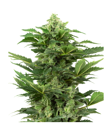 Semillas Afghan Pearl Auto CBD CBDs de Sensi Seed