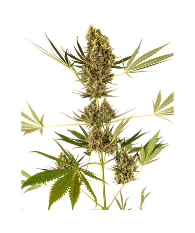Semillas Alpine Delight Auto CBD CBDs de Sensi Seed