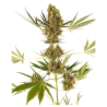 Semillas Alpine Delight Auto CBD CBDs de Sensi Seed