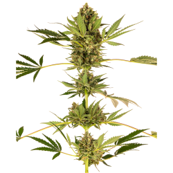 Semillas Himalayan CBD CBDs de Sensi Seed