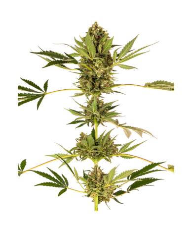 Semillas Himalayan CBD CBDs de Sensi Seed